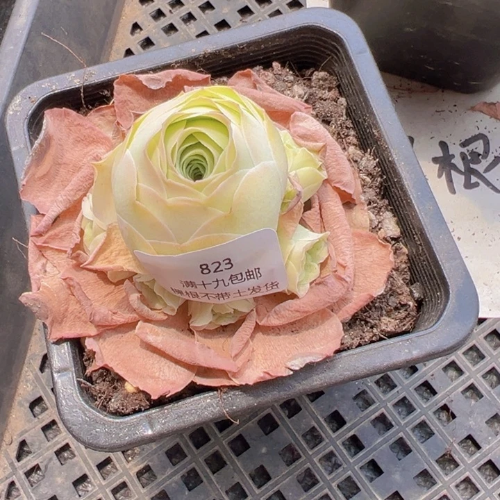 823 裸根不带土发货不包损