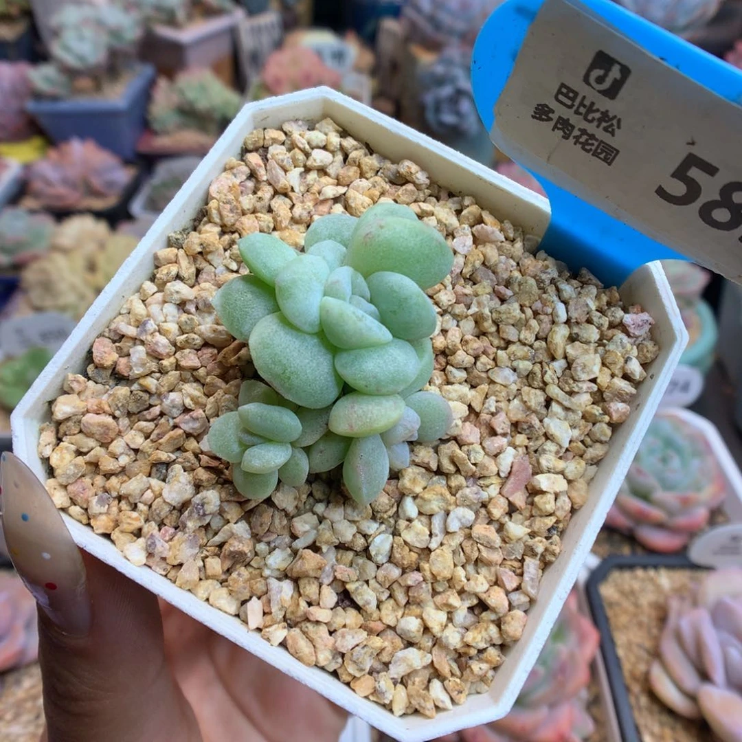 583四头冰玉石化多肉植物