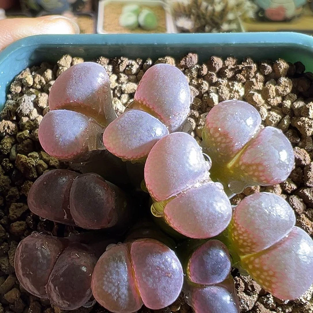 粉窗 群生红风铃。    9头