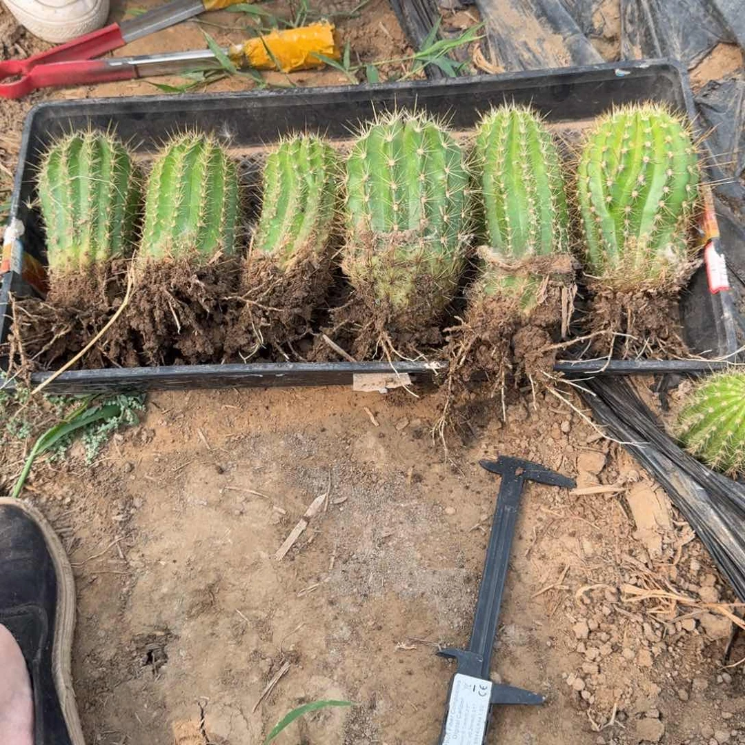 213毛花柱根脱土发货7公分左右斑