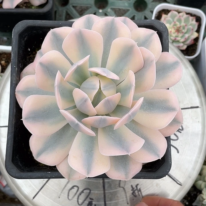 鲁士锦一物一拍锦龙