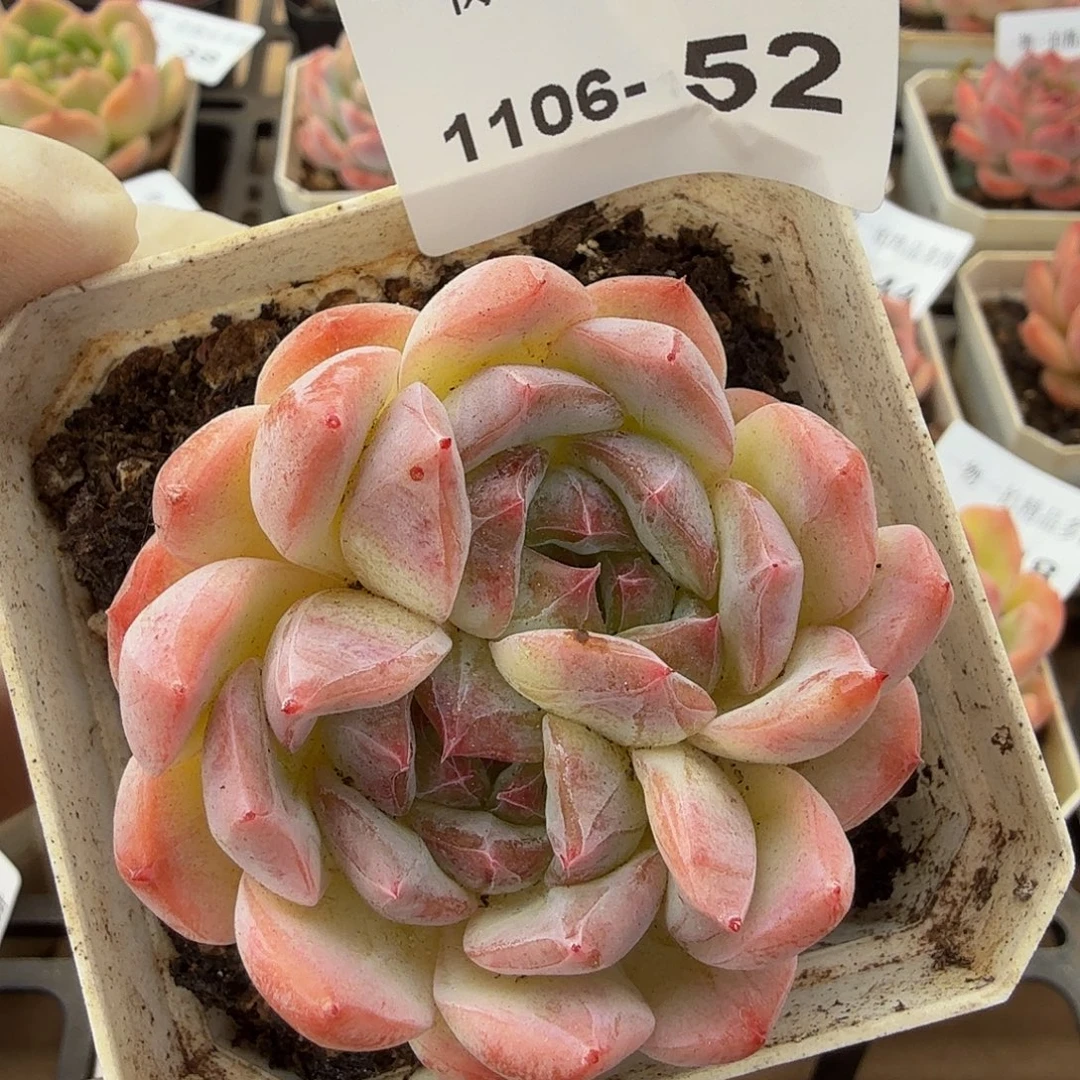 1106-52单颗多肉一物一拍