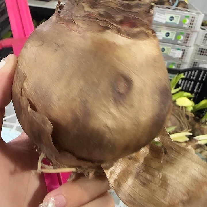 珊瑚之星花后球7.5公分丑球