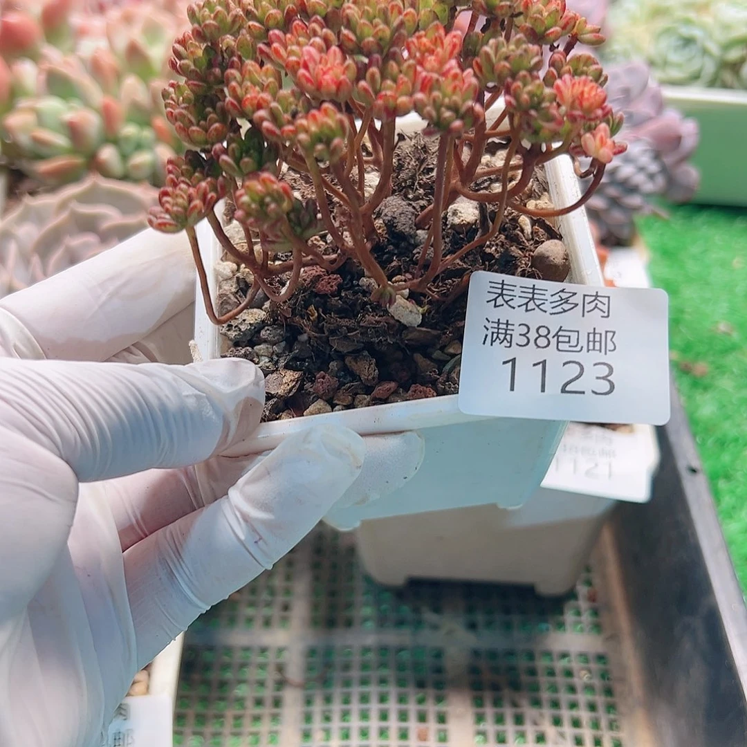 多肉一物拍植物1123