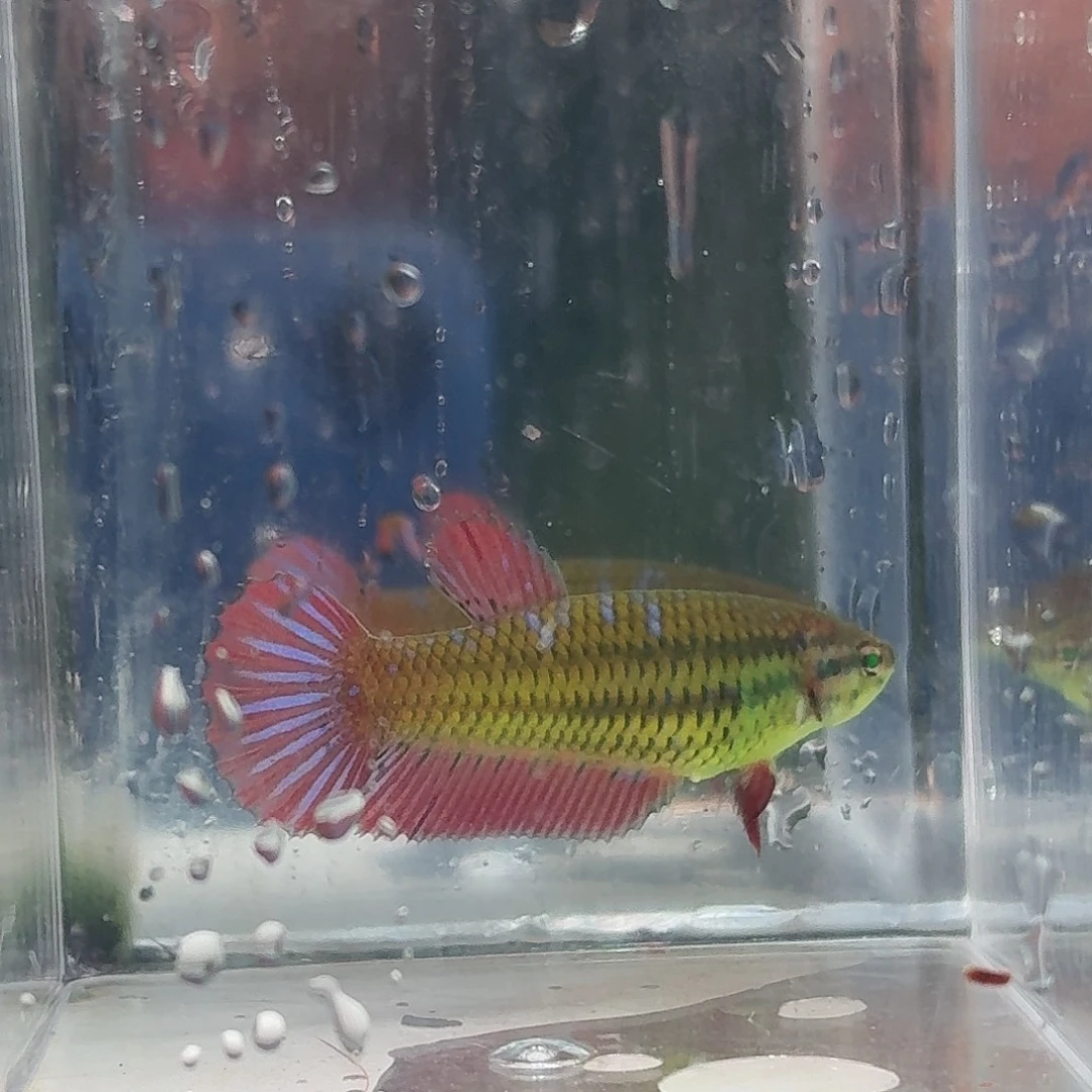 斗鱼泰国斗鱼直播106