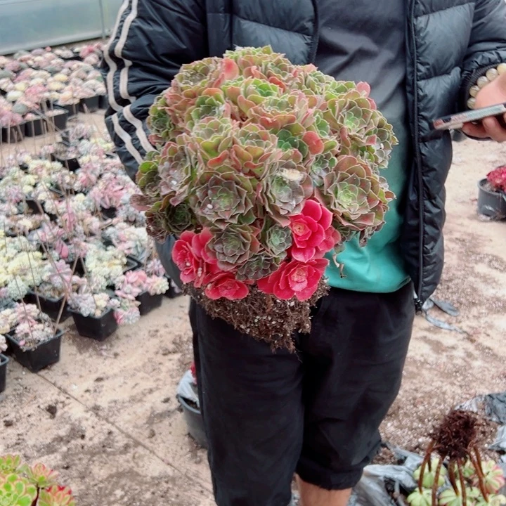 女郎中班花脸多肉法师