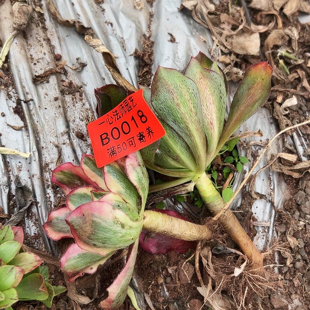 0018多肉植物魅影，魅影中班