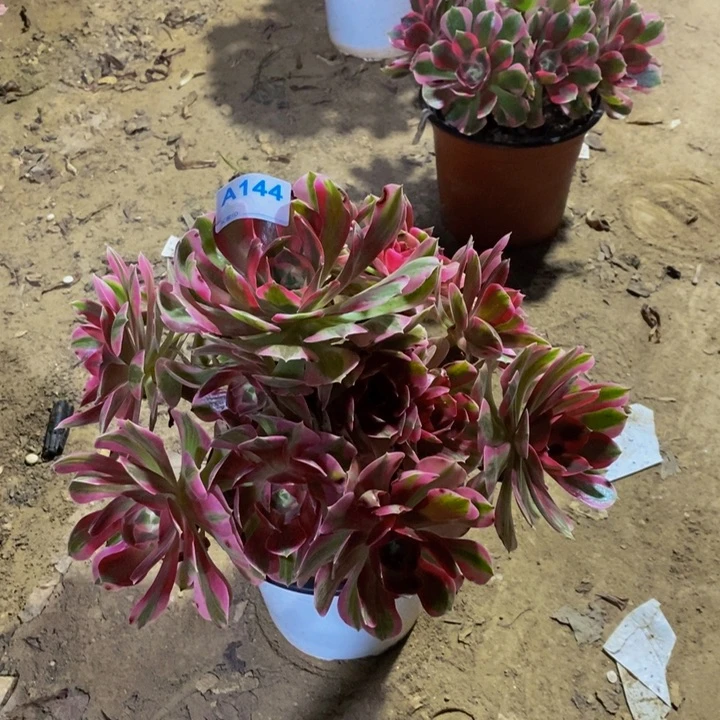 舒***欣女巫144。