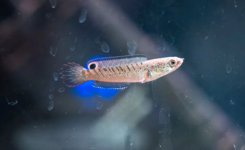 国产酒红雷龙鱼（粉丝团下单送镜子卡片）