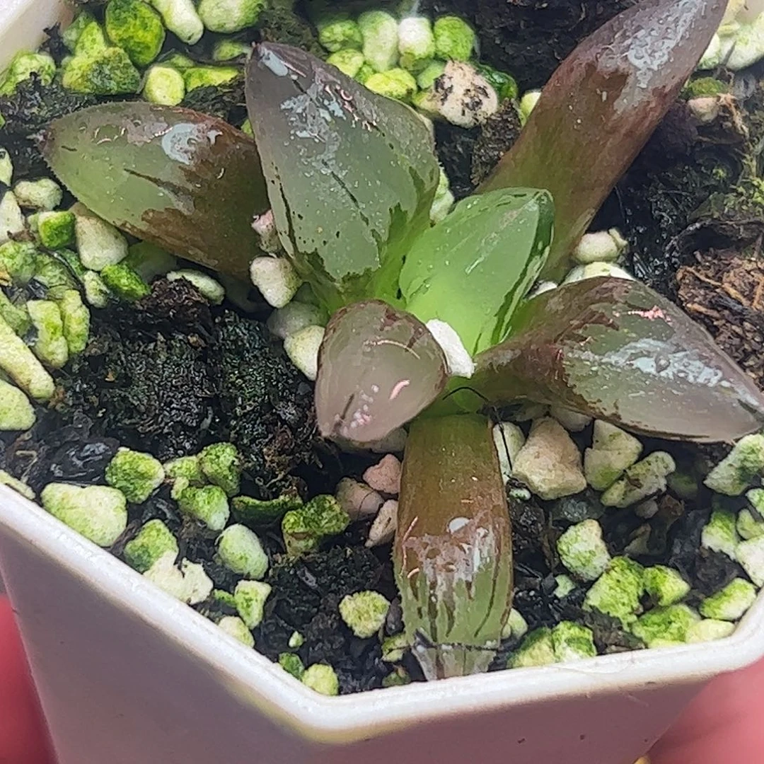 冰鸾玉十二卷多肉植物