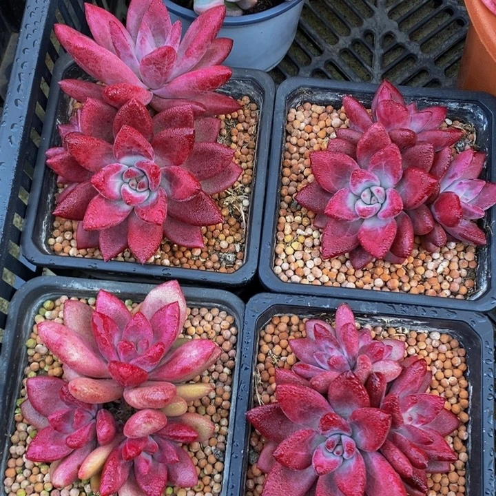 精控暗纹赫菲斯托群