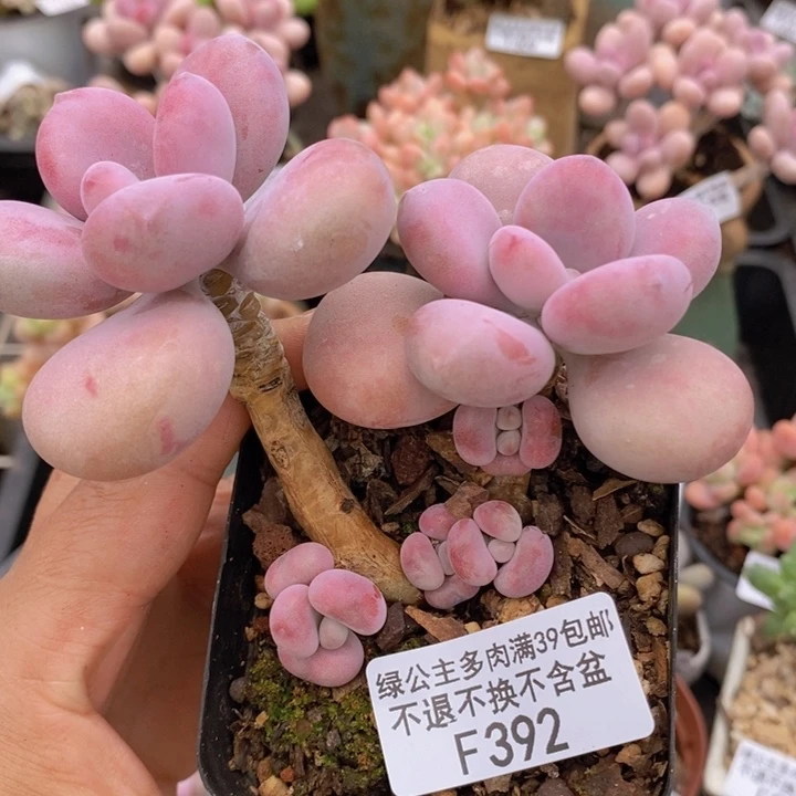 腰子桃蛋392多肉植物