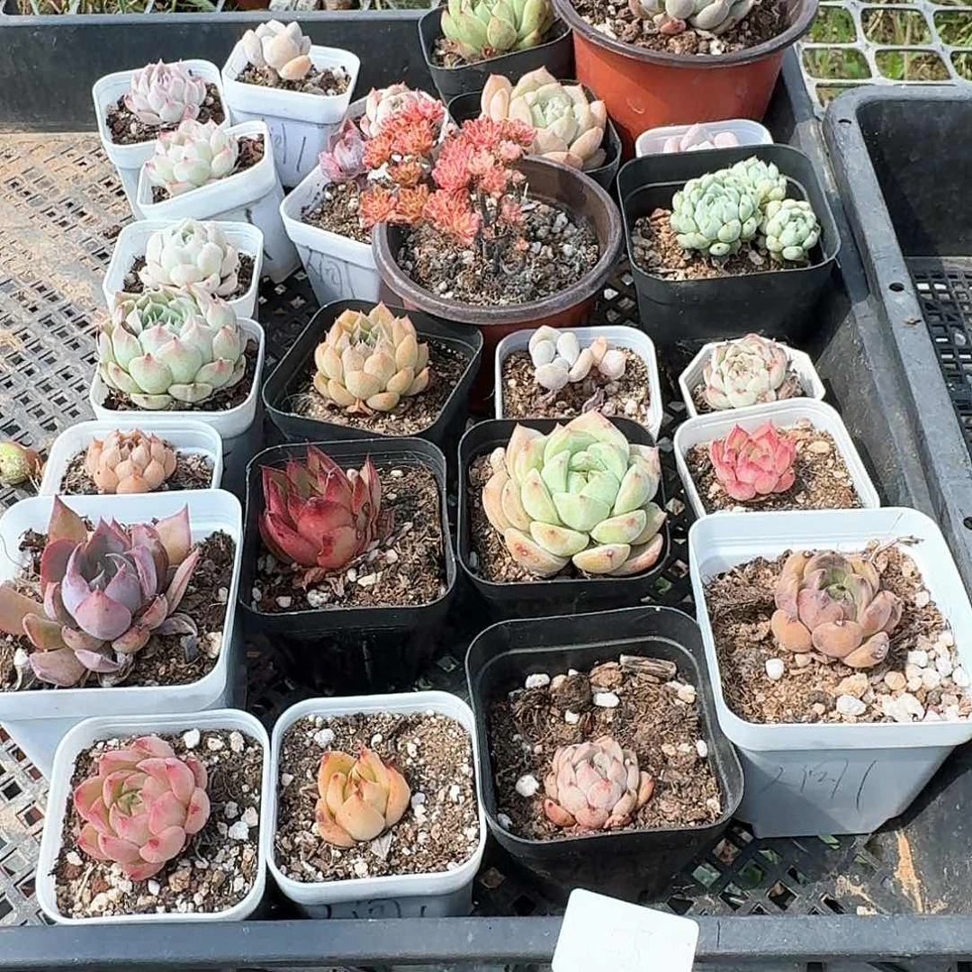 人***遭多肉植物满20包邮