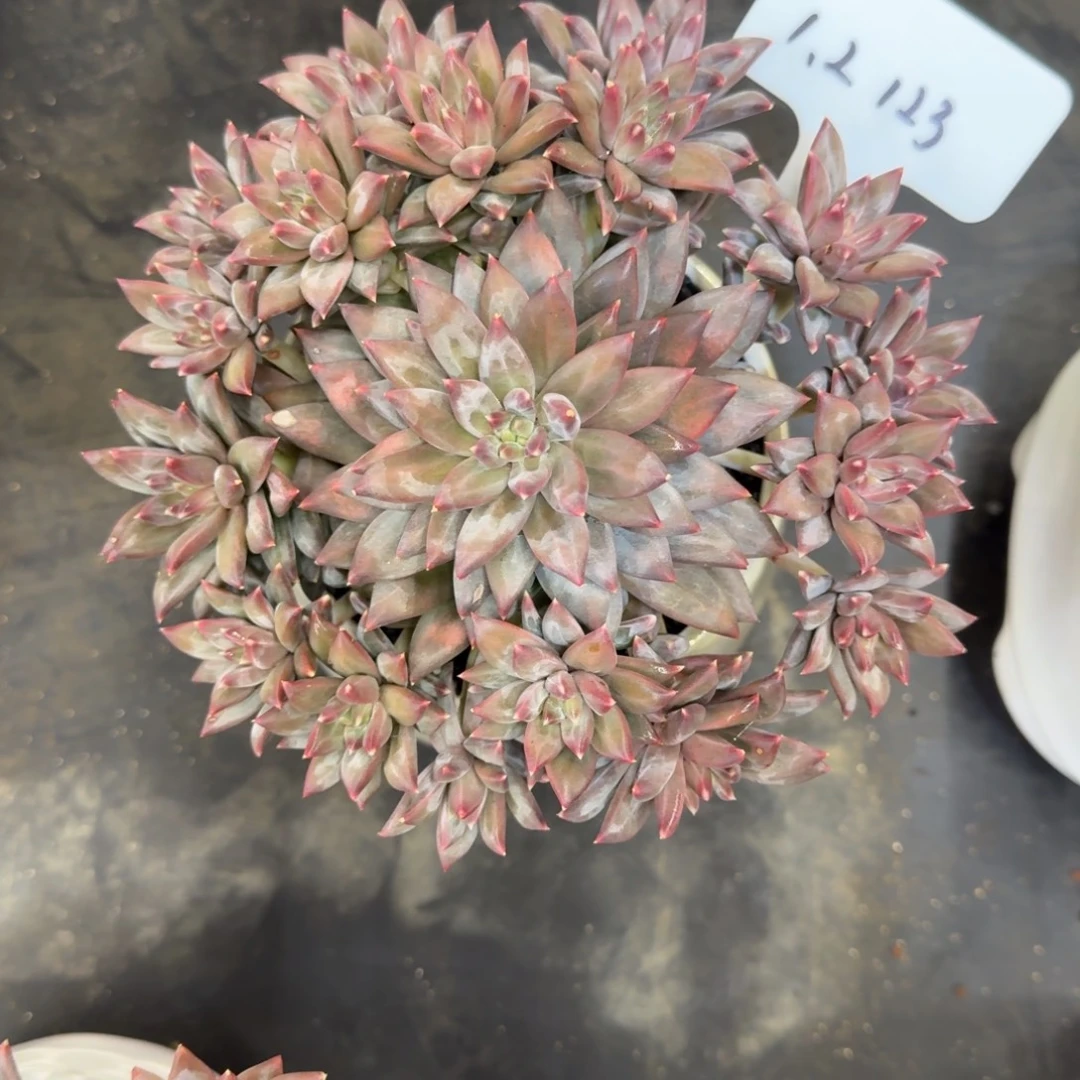 一物一拍幻影美人123