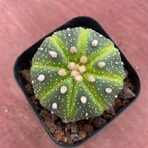 实生兜单4仙人球