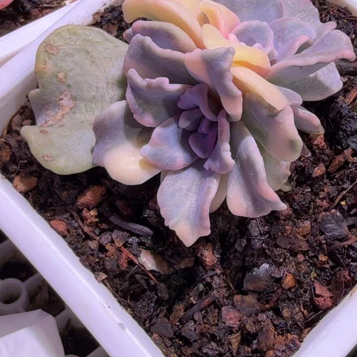 芭蕾舞者锦多肉植物