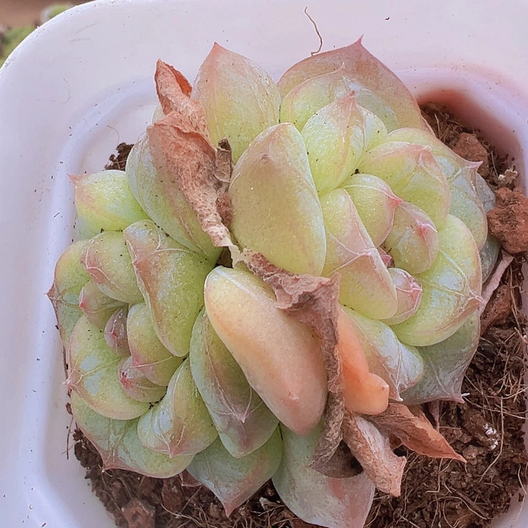 纹星珍妮19包邮多肉植物