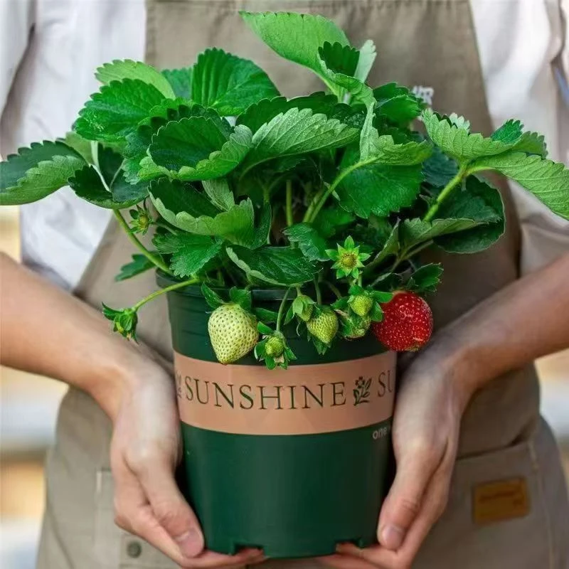 【拍三发四】草莓苗盆栽南方北方阳台庭院种植奶油草莓苗带花带果