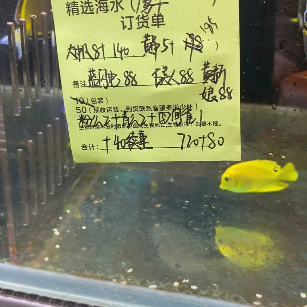 海水鱼大帆8➕黄吊5➕蓝闪电➕石美人7➕黄新娘➕续重40