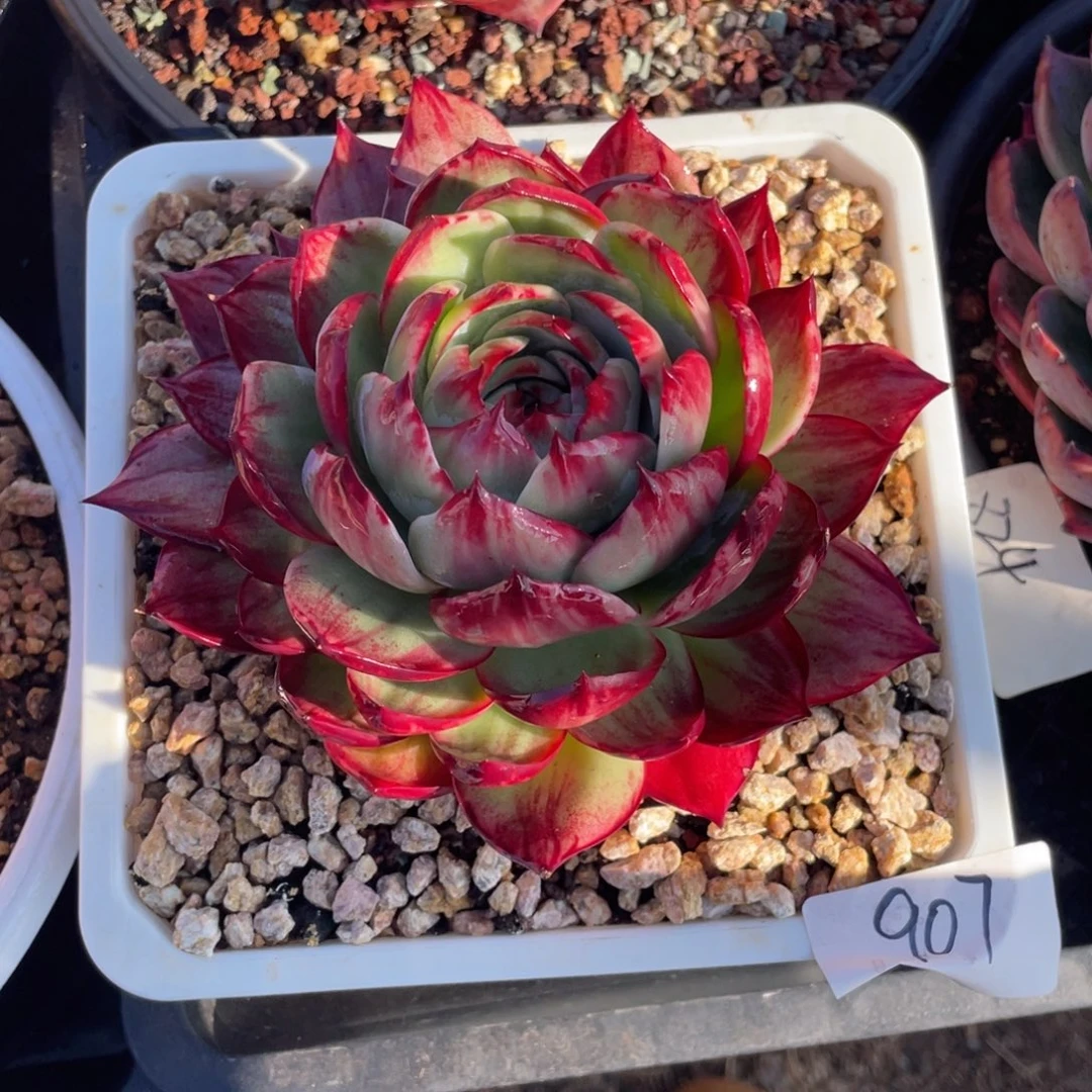 惊鸿仙子冠服16左右