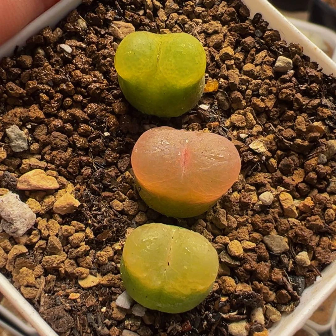 452多肉植物种类多样