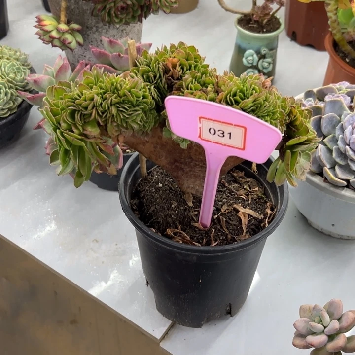 完全开放法师多肉植物031