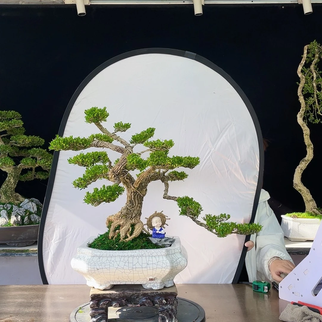 完全开放黄杨盆景四季常青