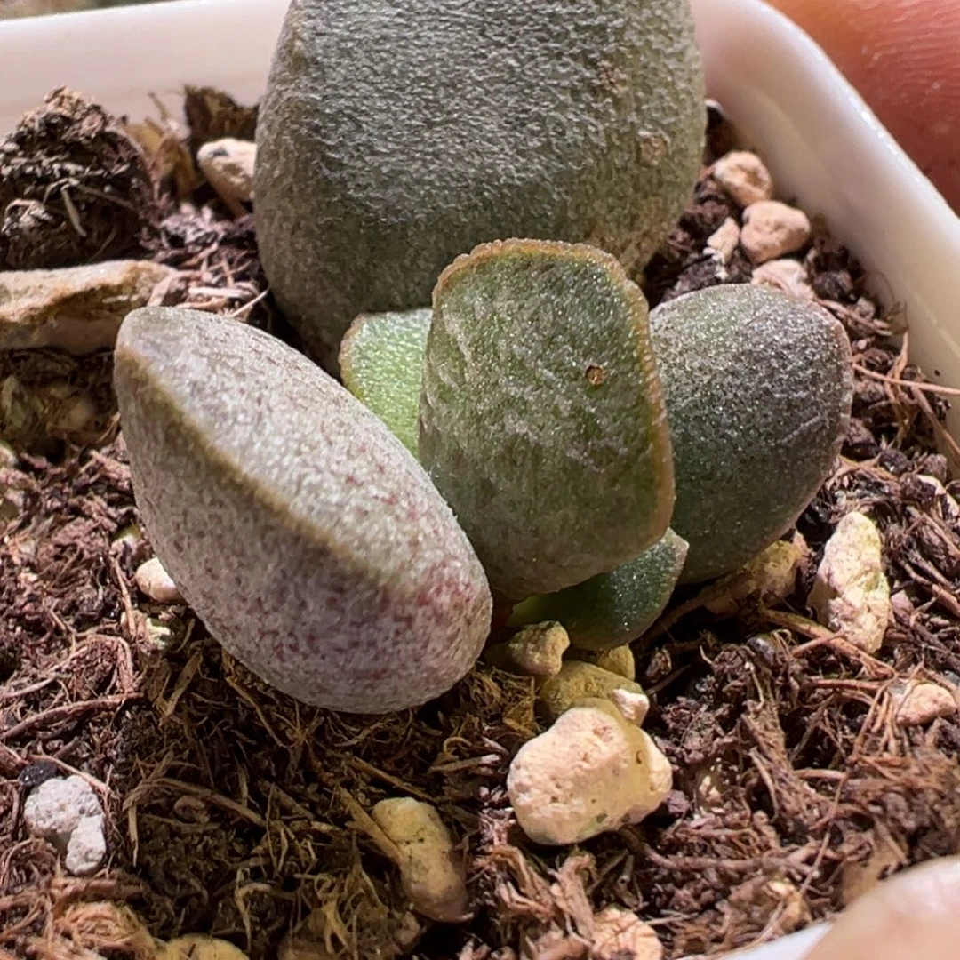 斑点款新品苗多肉植物水泡