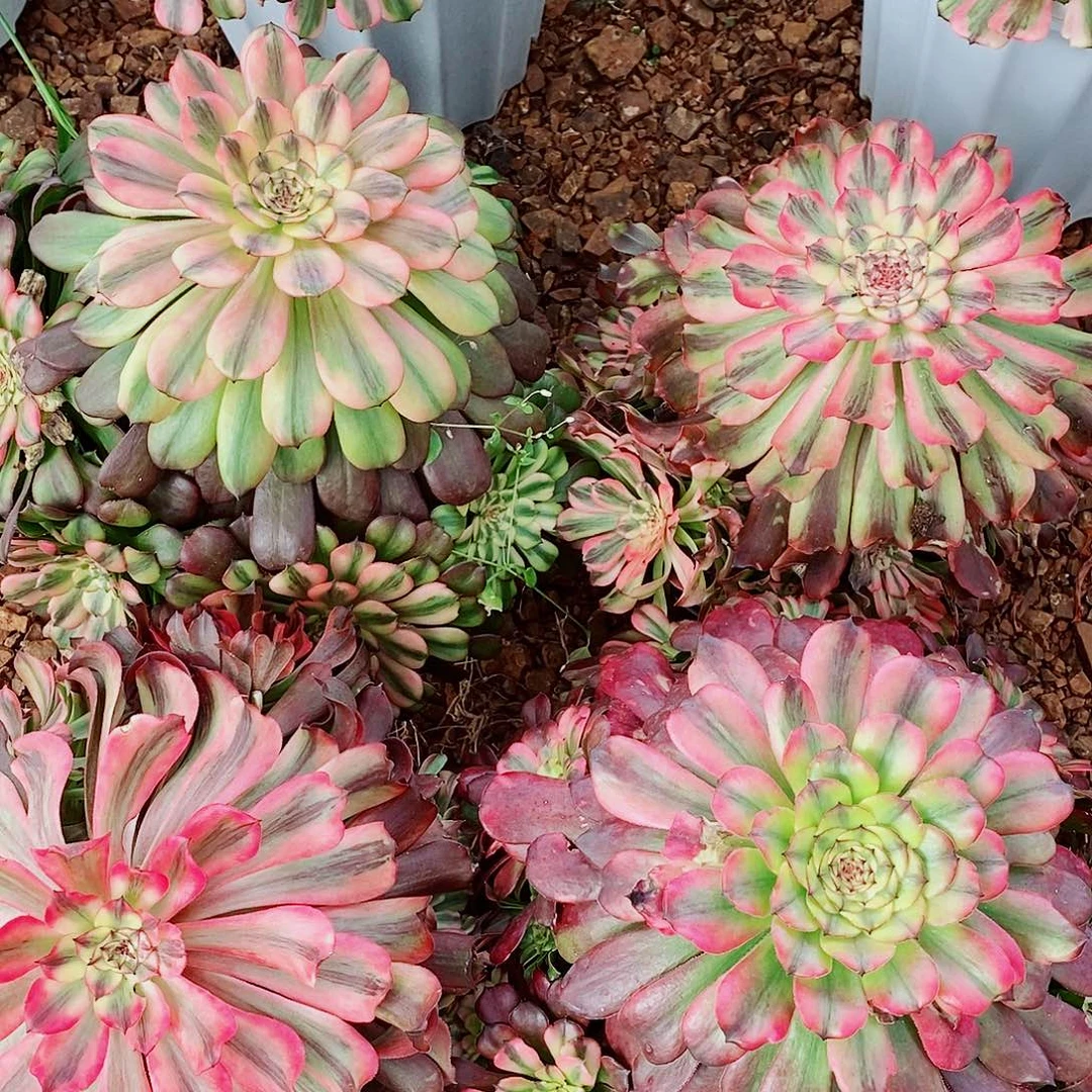 上古园艺多肉法师