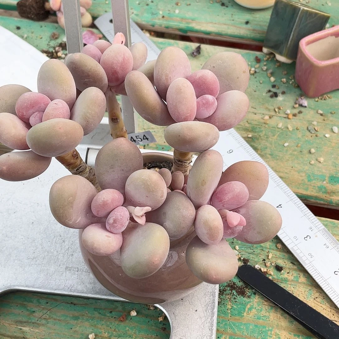 宛*多肉植物的生长发育