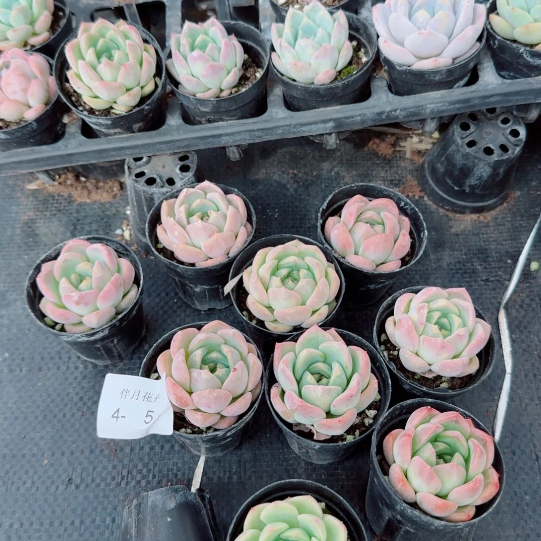 宽叶珍妮未上色的十棵量拍4-5左7