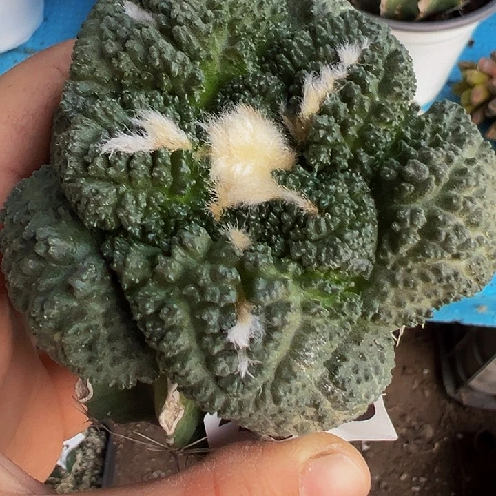 大尤龟甲340仙人球开花