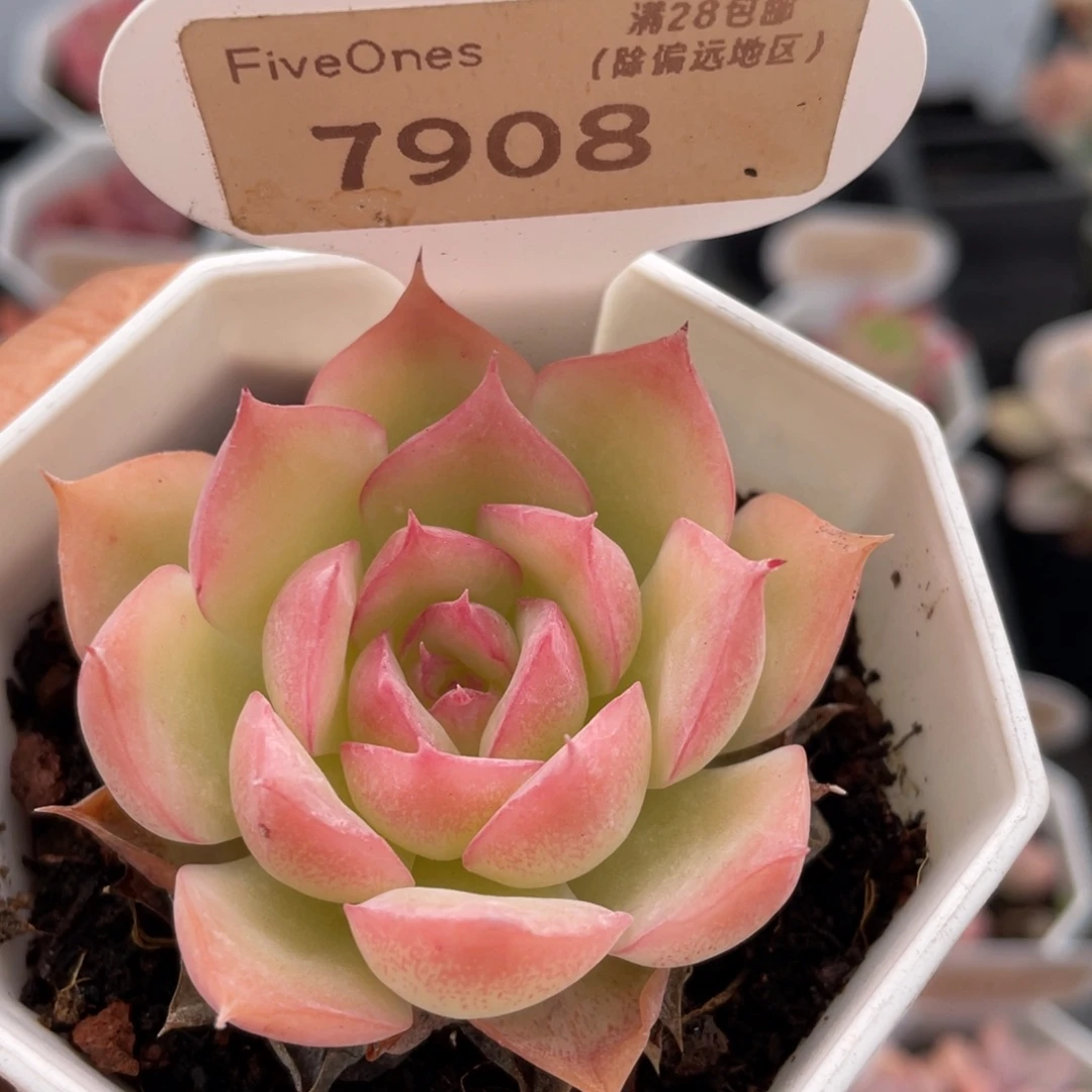 侧影7908-5.0厘米