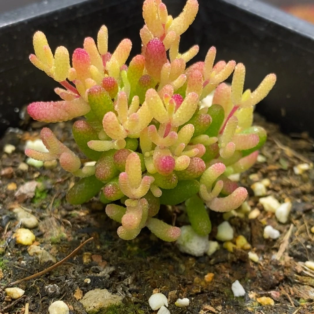 ?**单假猪枝干番杏D059