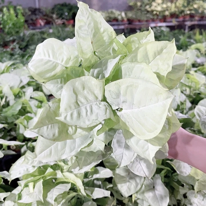 完全开放399白蝴蝶