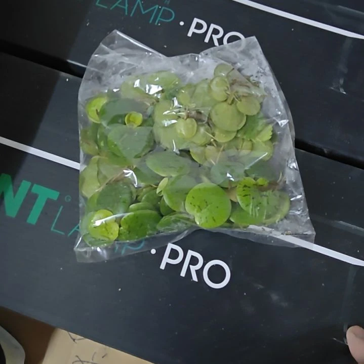 海星圆心浮萍10朵 台湾种