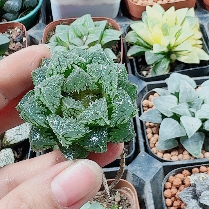 无***恙无花朵十二卷 魔刺 裸根福利