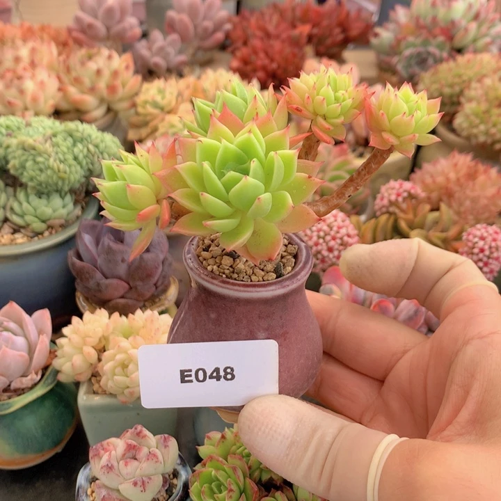 一物一拍含盆土满38包邮E048