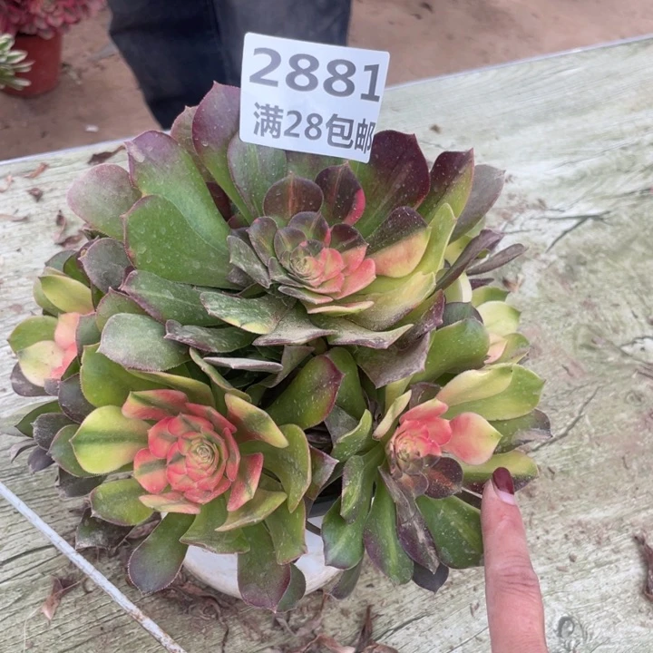 2881二号棚七彩多肉植物A
