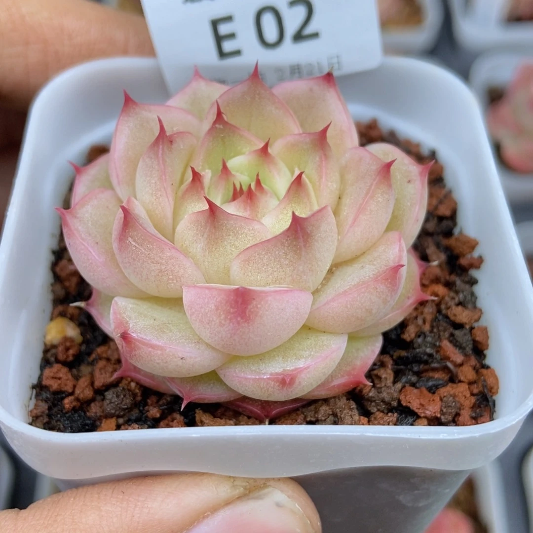 春泥家框拍链接E2