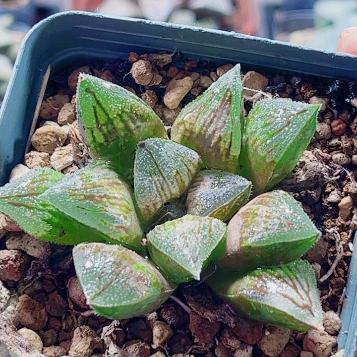 十二卷 实生特选 福利