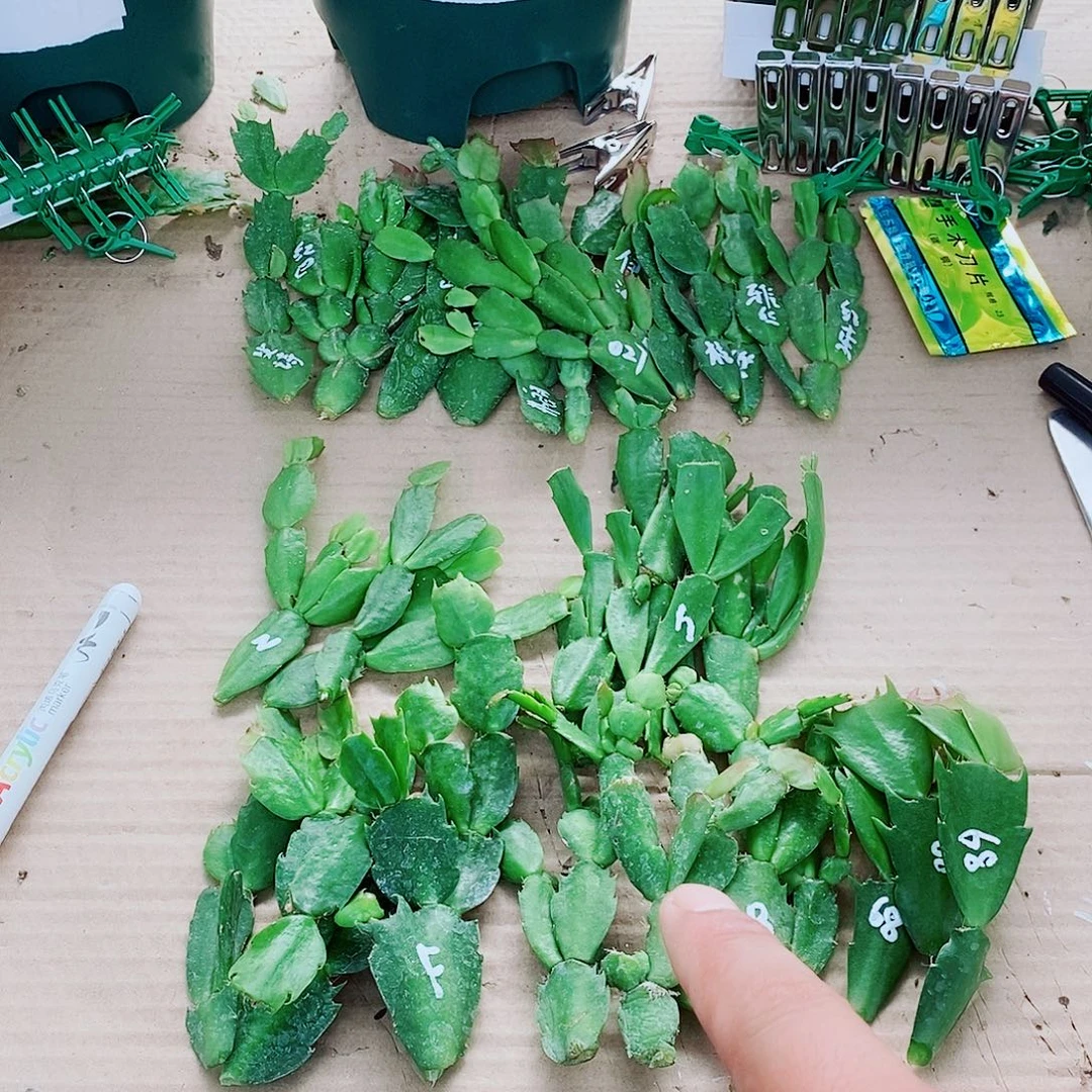 y***i无花朵叶片福利一物一拍