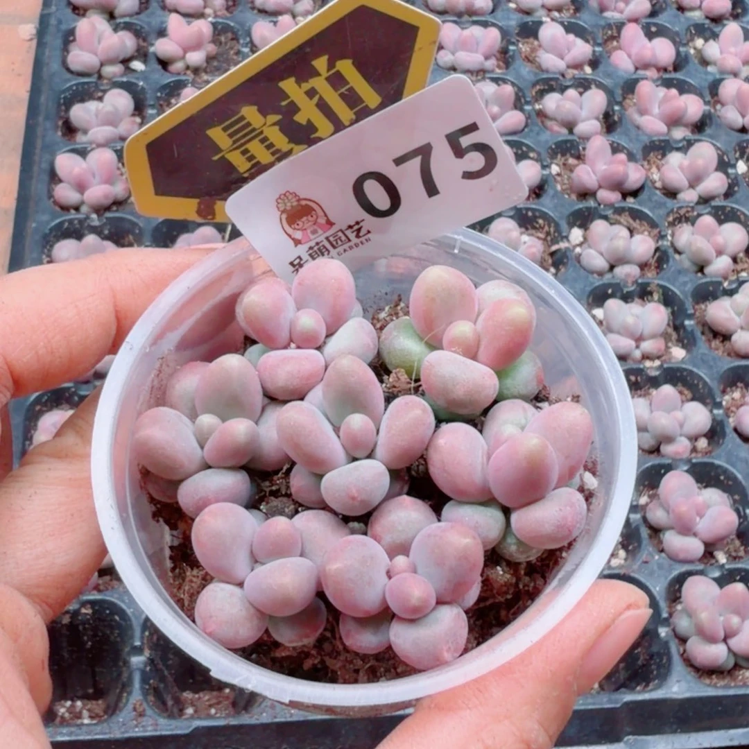 多肉植物多肉植物