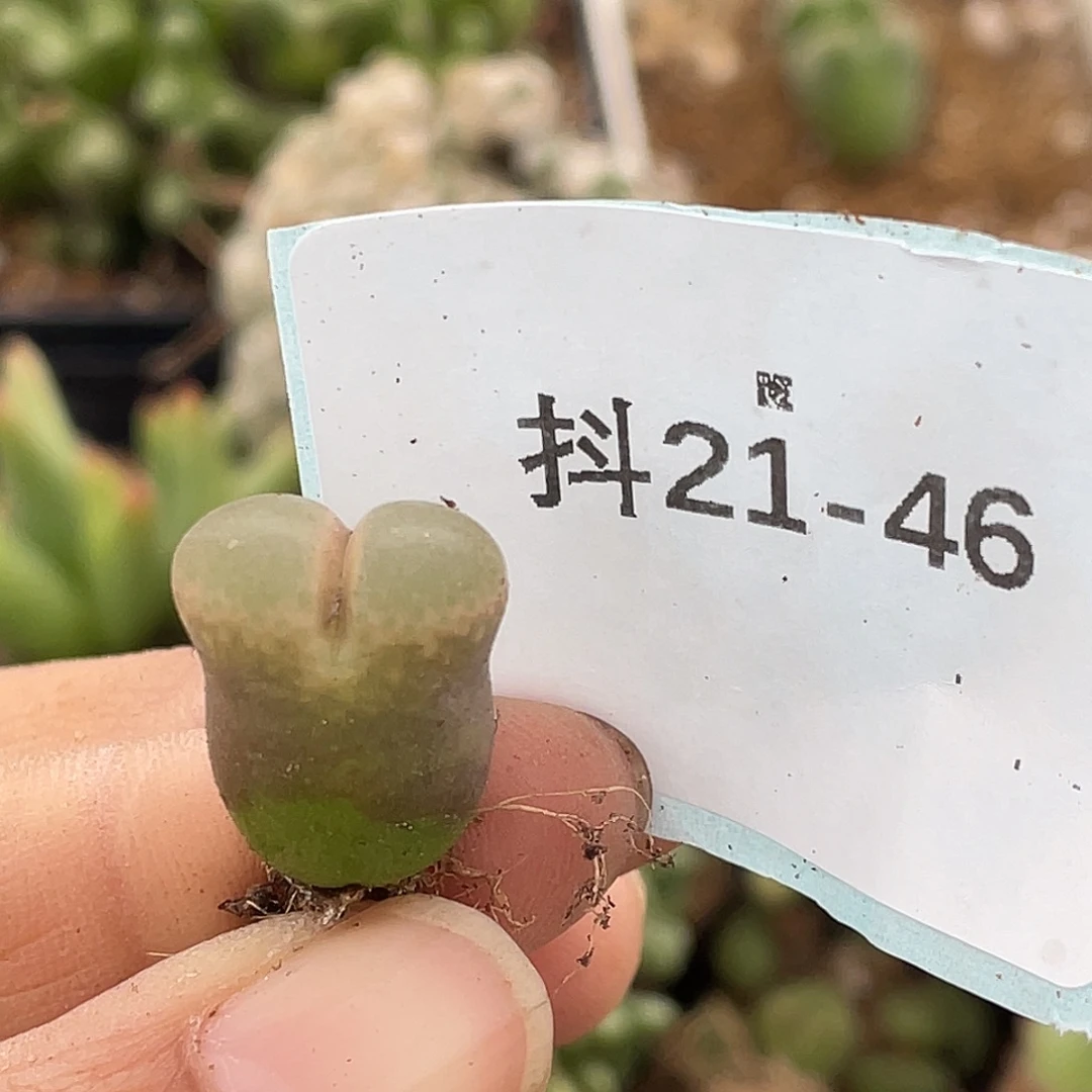 C***寶21-46肉锥多肉植物