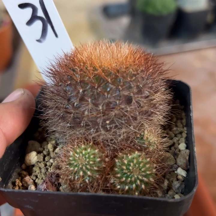 红刺百丝巢31号带盆