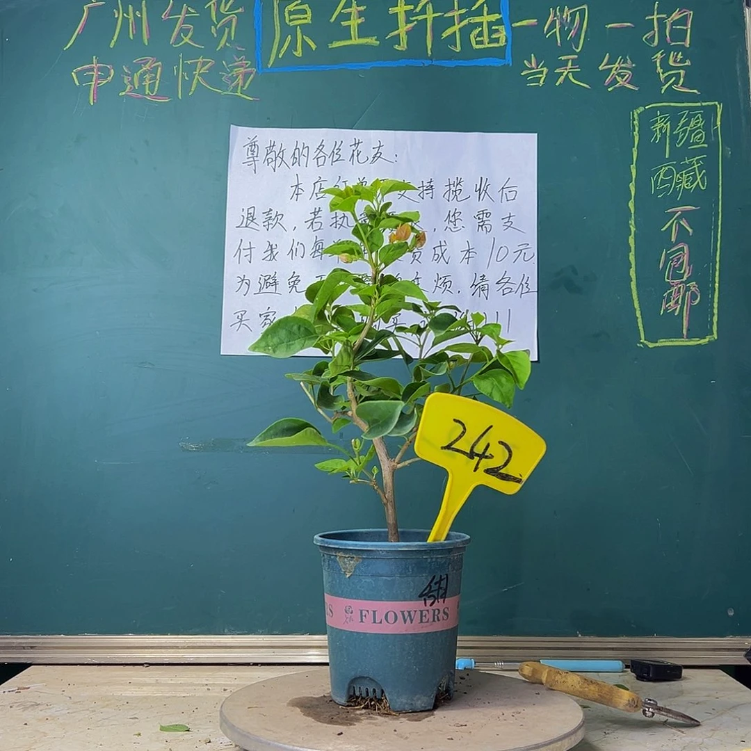 当前无花栽培后可以开花甜西瓜 242