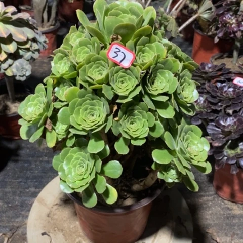 绿杨蓉捧花一物一拍