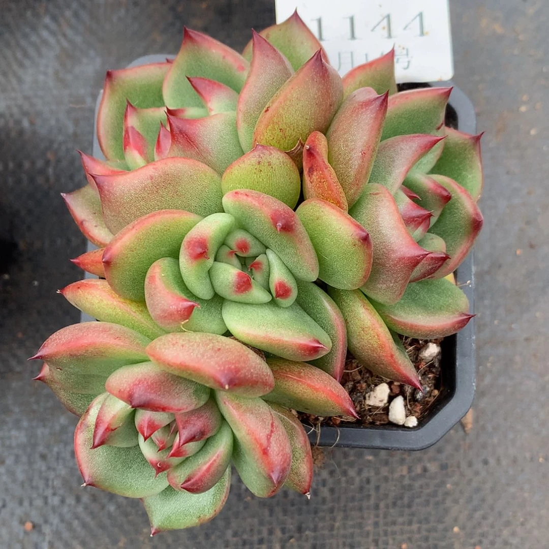 【闪购商品】云1144号