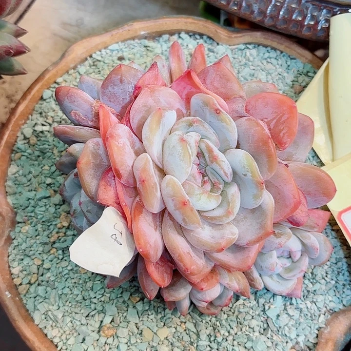 星影精品多肉一物一拍58号