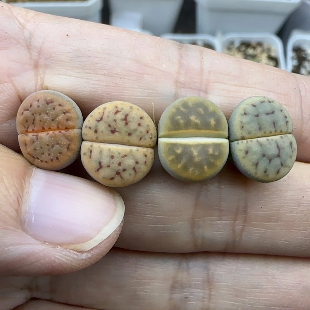 64清框福利30包邮